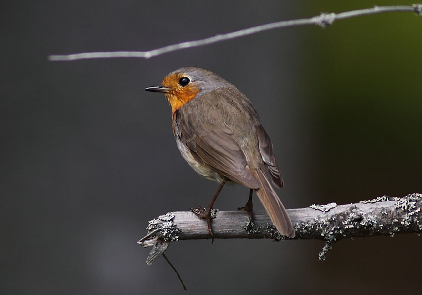 Punarinta (Erithacus rubecula)