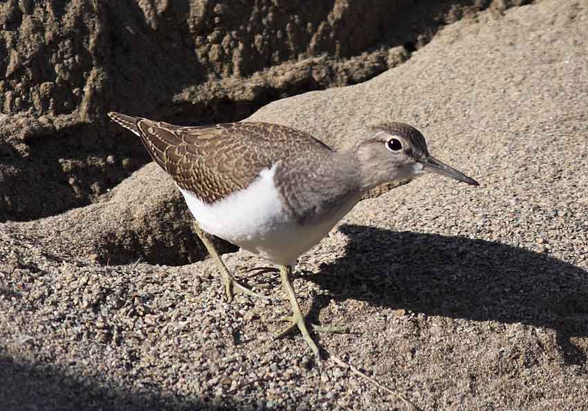 Rantasipi (Actitis hypoleucos)