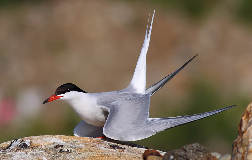 Kalatiira (Sterna hirundo)