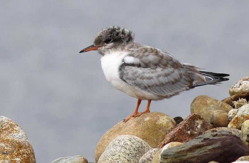 Kalatiira (Sterna hirundo)