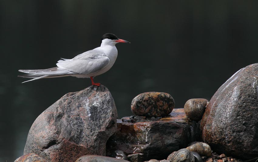 Kalatiira (Sterna hirundo)