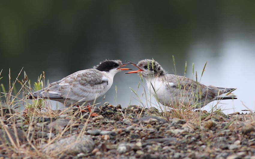 Kalatiira (Sterna hirundo)