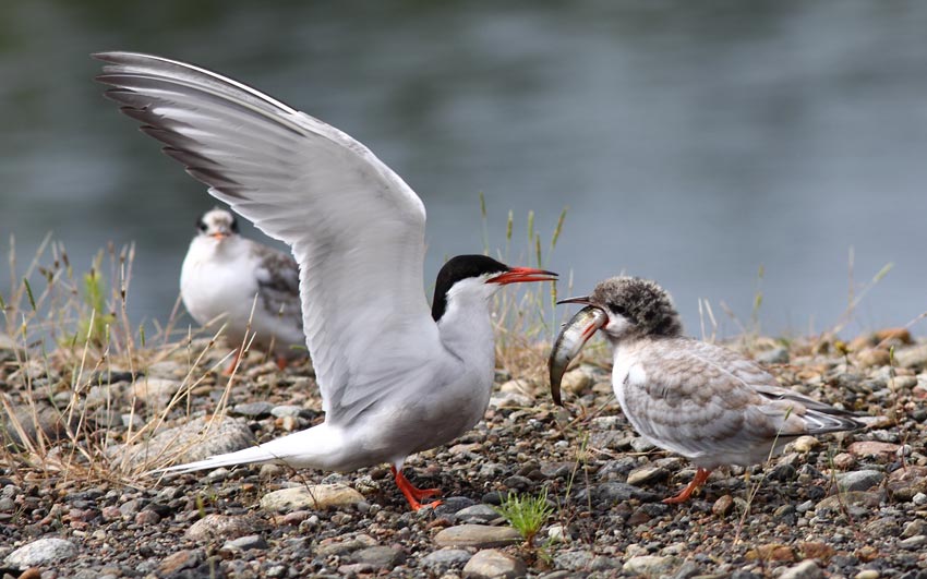 Kalatiira (Sterna hirundo)