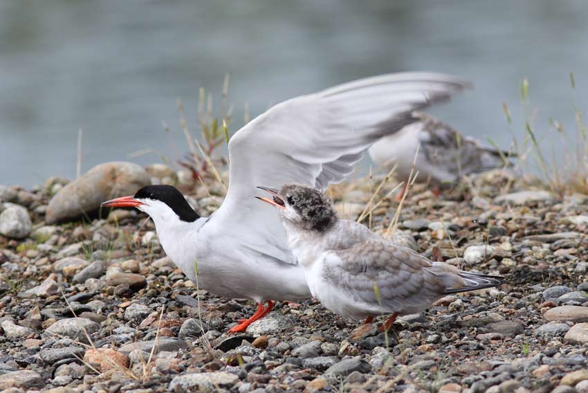 Kalatiira (Sterna hirundo)