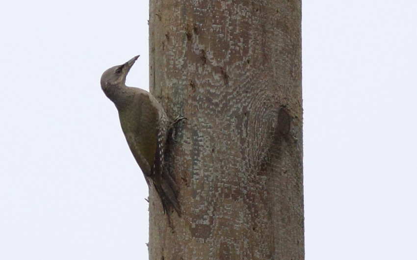 Harmaapäätikka (Picus canus)