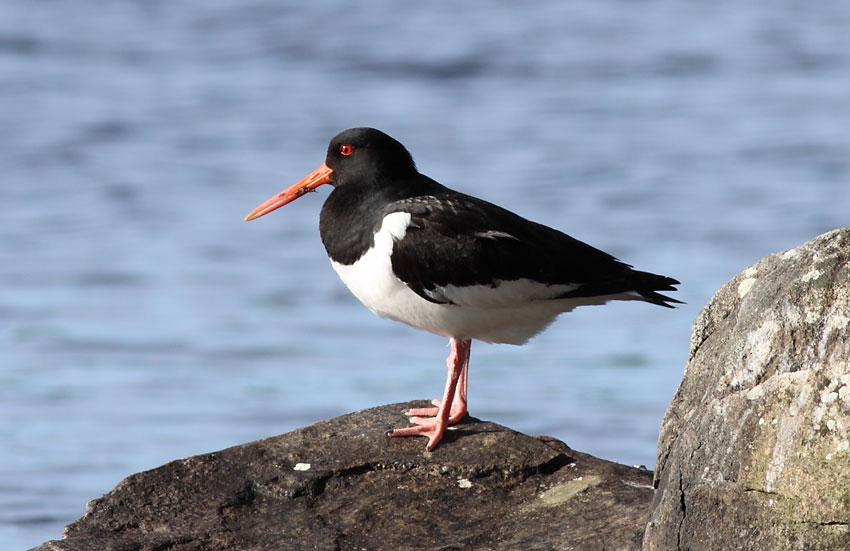 Meriharakka (Haematopus ostralegus)