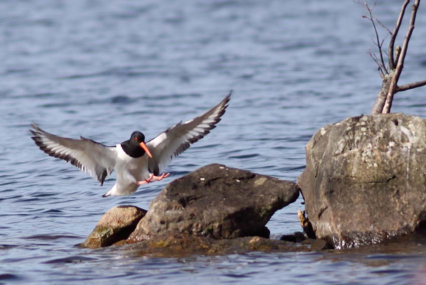 Meriharakka (Haematopus ostralegus)