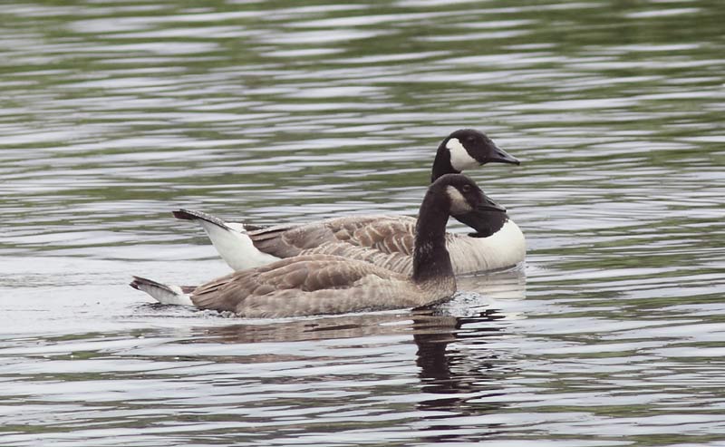 Valkoposket (Branta canadensis)