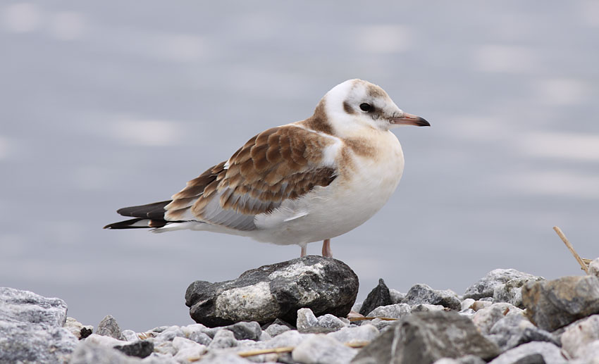 Naurulokki (Larus ridibundus)