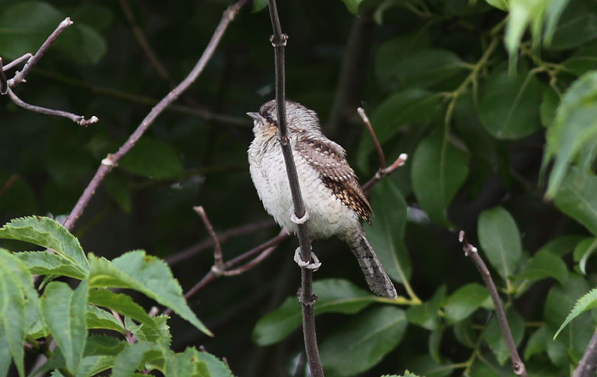 Käenpiika (Jynx torquilla)