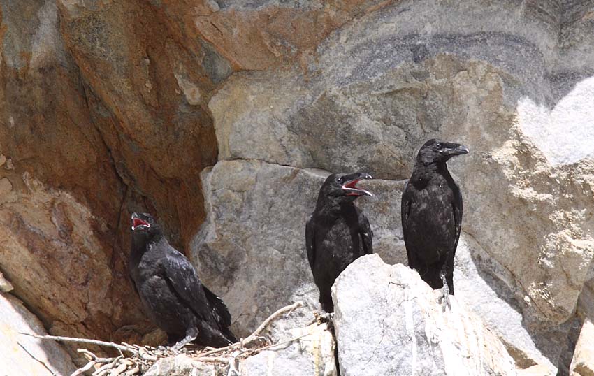 Korppi  (Corvus corax)