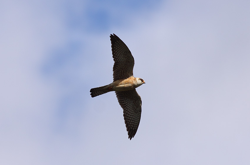 Punajalkahaukka (Falco vespertinus)
