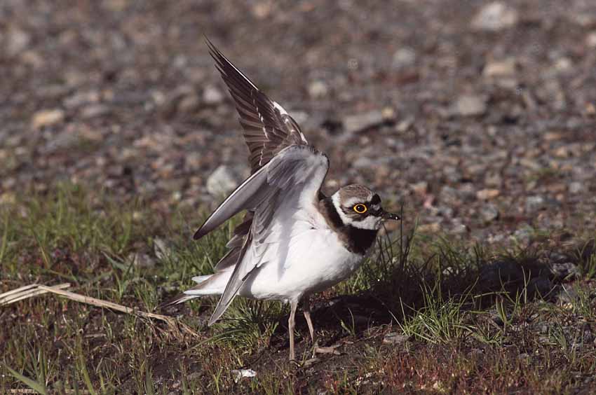 Pikkutylli (Charadrius dubius)