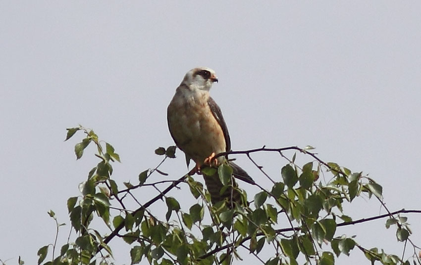 Punajalkahaukka (Falco vespertinus)