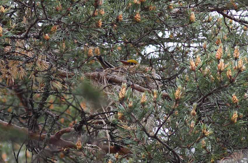 Kuhankeittäjä (Oriolus oriolus)