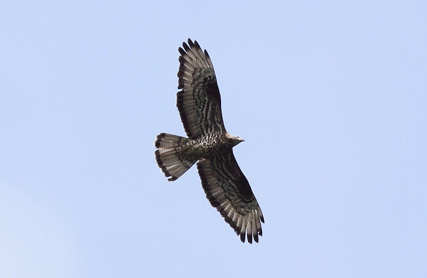 Mehiläishaukka  (Pernis apivorus)