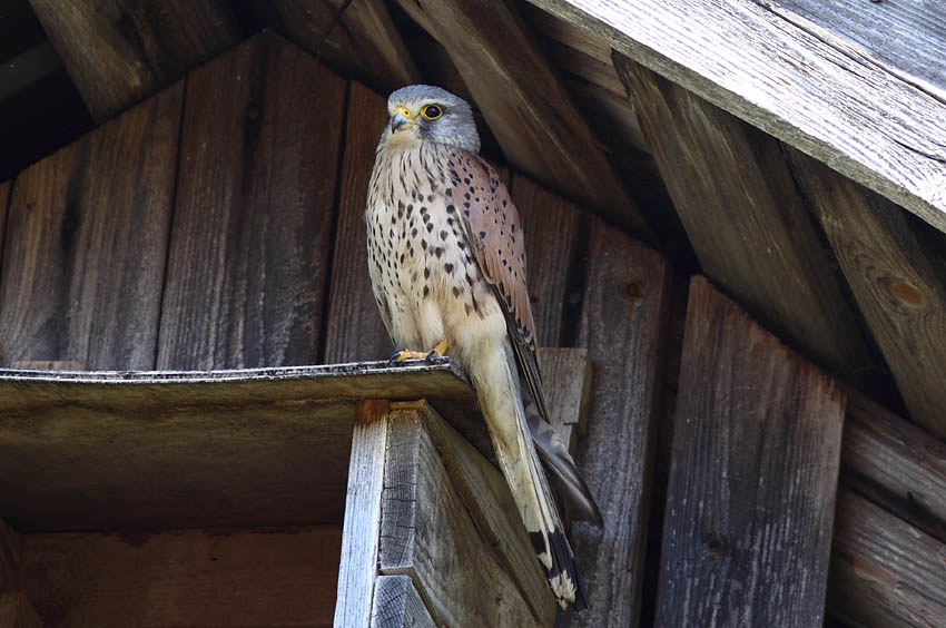 Tuulihaukka (Falco tinnunculus)