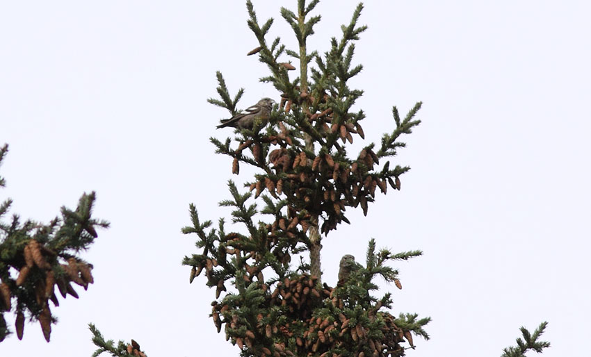 Kirjosiipikäpylintu (Loxia leucoptera)