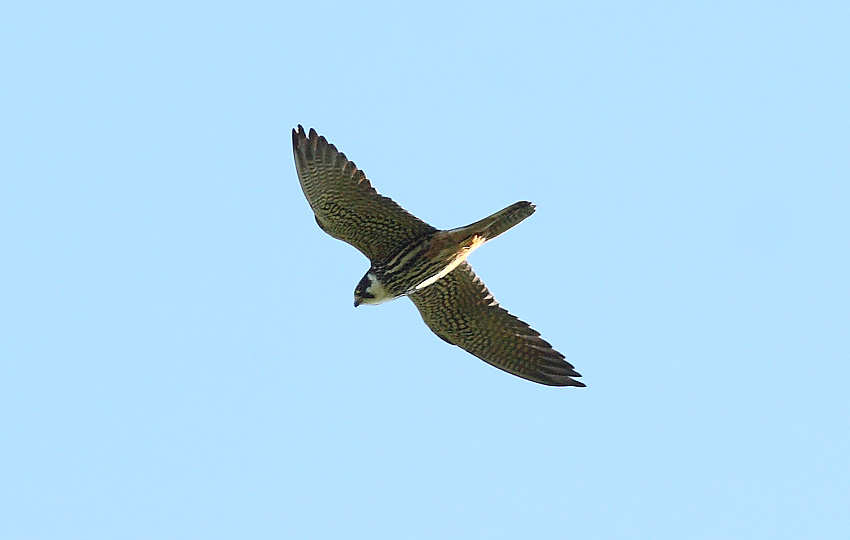 Nuolihaukka (Falco subbuteo)