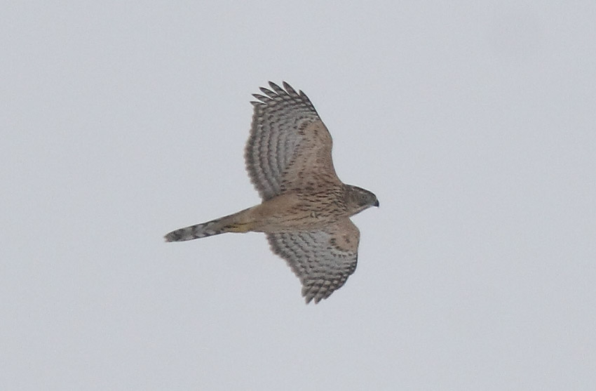 Kanahaukka (Accipiter gentilis)