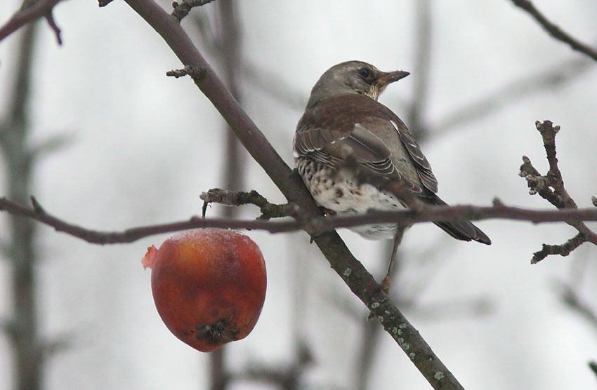 Räkättirastas (Turdus pilaris)